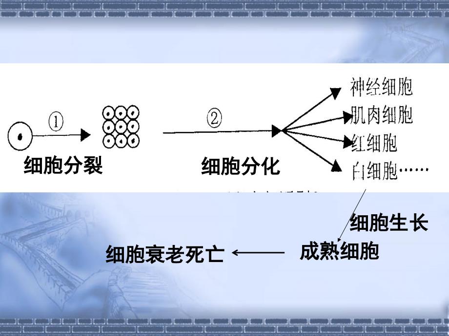 高中生物必修一ppt课件-6.3-细胞的衰老和凋亡4-人教版_第1页