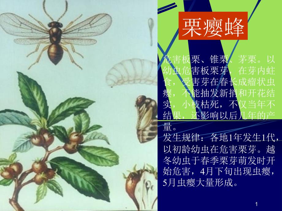 园林植物常见病虫害讲座ppt课件_第1页