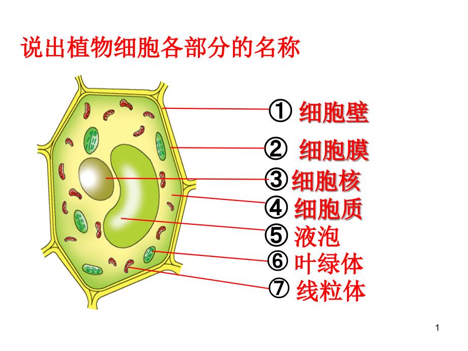 济南版第二节细胞的分裂和分化教学ppt课件_第1页