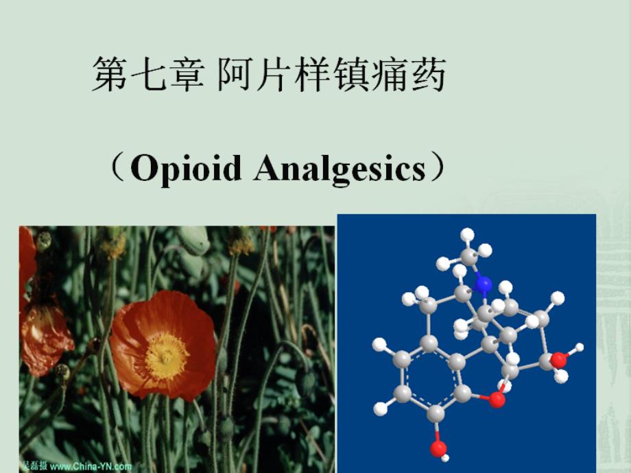 藥物化學 第七章 阿片樣鎮(zhèn)痛藥_第1頁