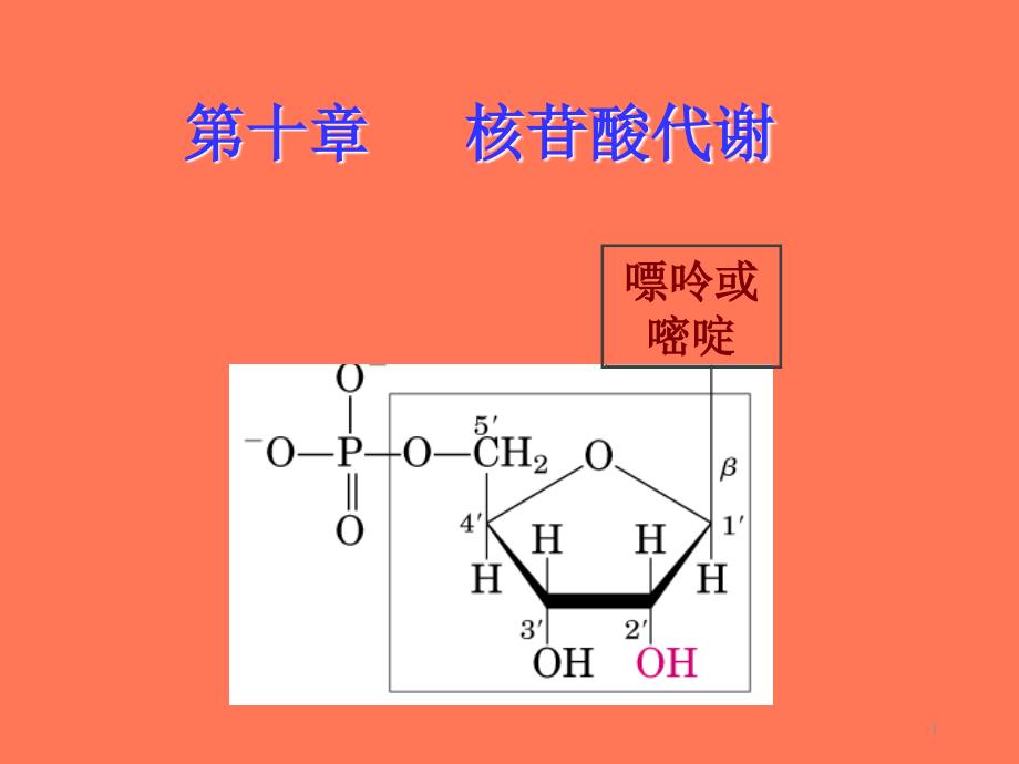 第十章核苷酸代谢ppt课件_第1页