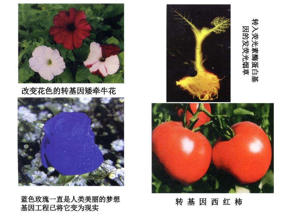 第五章细菌的遗传与变异-医学微生物学ppt课件_第1页