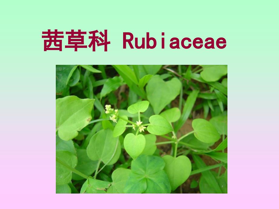 藥用植物學(xué) 合瓣花亞綱茜草菊科_第1頁