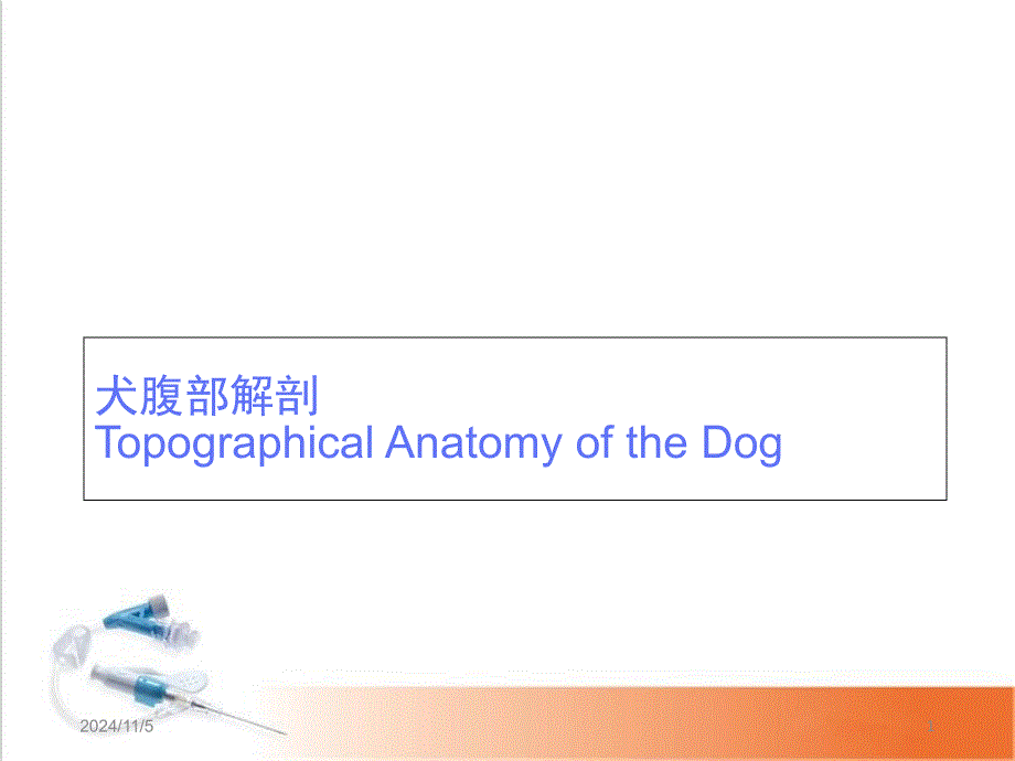 犬腹部解剖ppt课件_第1页