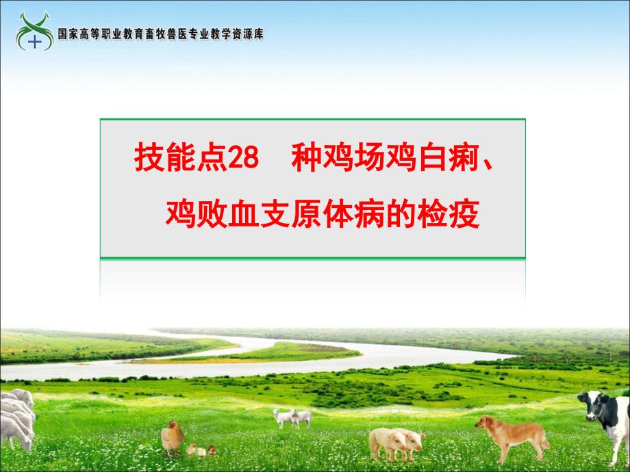 技能点28种鸡场鸡白痢、鸡败血支原体病的检疫ppt课件_第1页