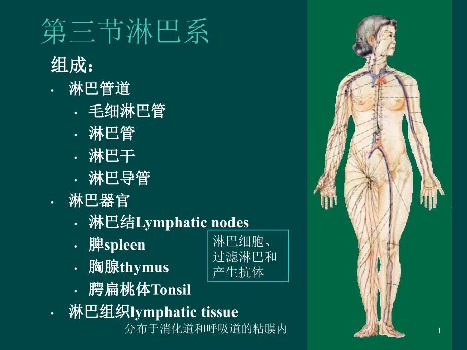 解剖淋巴循环ppt课件_第1页