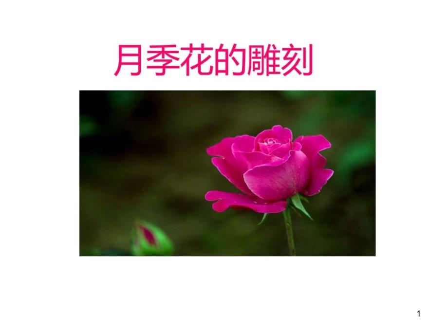 月季花雕刻ppt课件_第1页