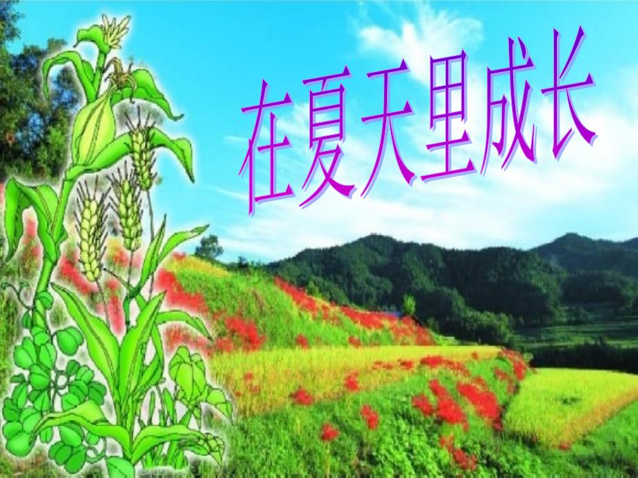 在夏天里成长--公开课ppt课件_第1页