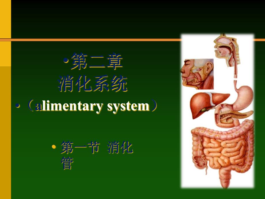 人体解剖消化系统-胃课件_第1页