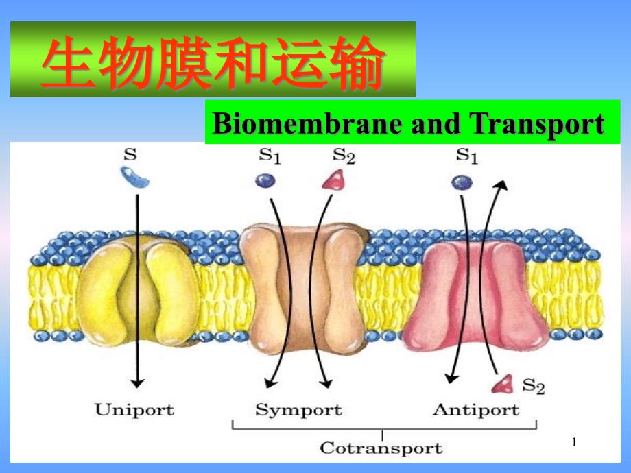 生物膜和运输ppt课件_第1页