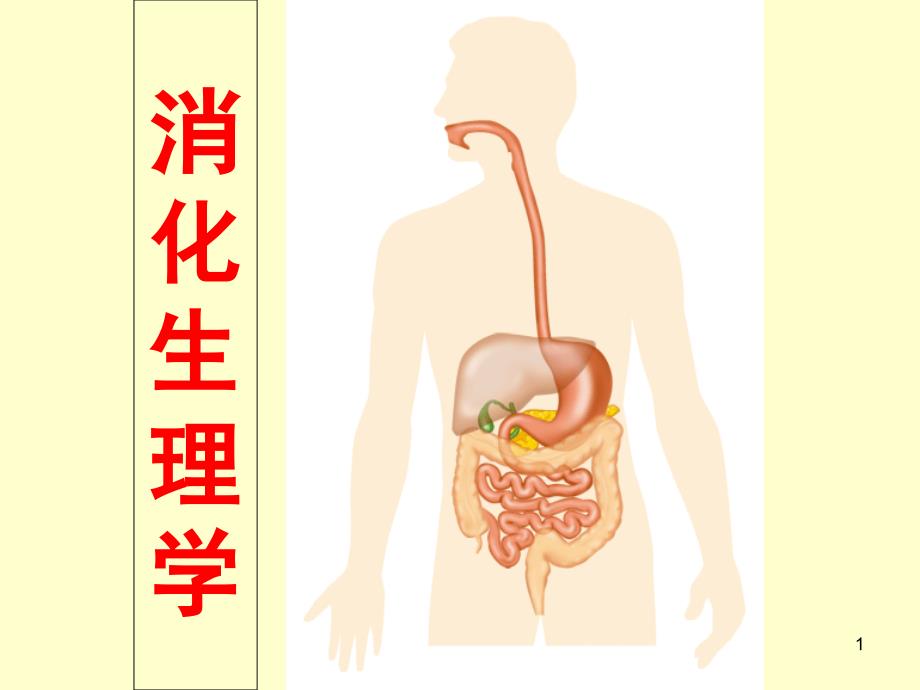 生理学消化系统知识ppt课件_第1页