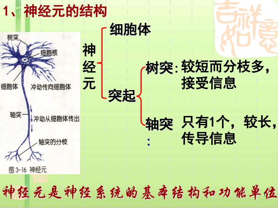 信息的处理——神经系统-ppt课件_第1页