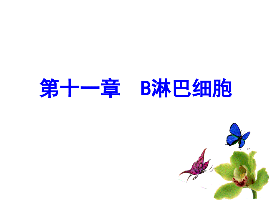 医学免疫学第十一章-B淋巴细胞ppt课件_第1页