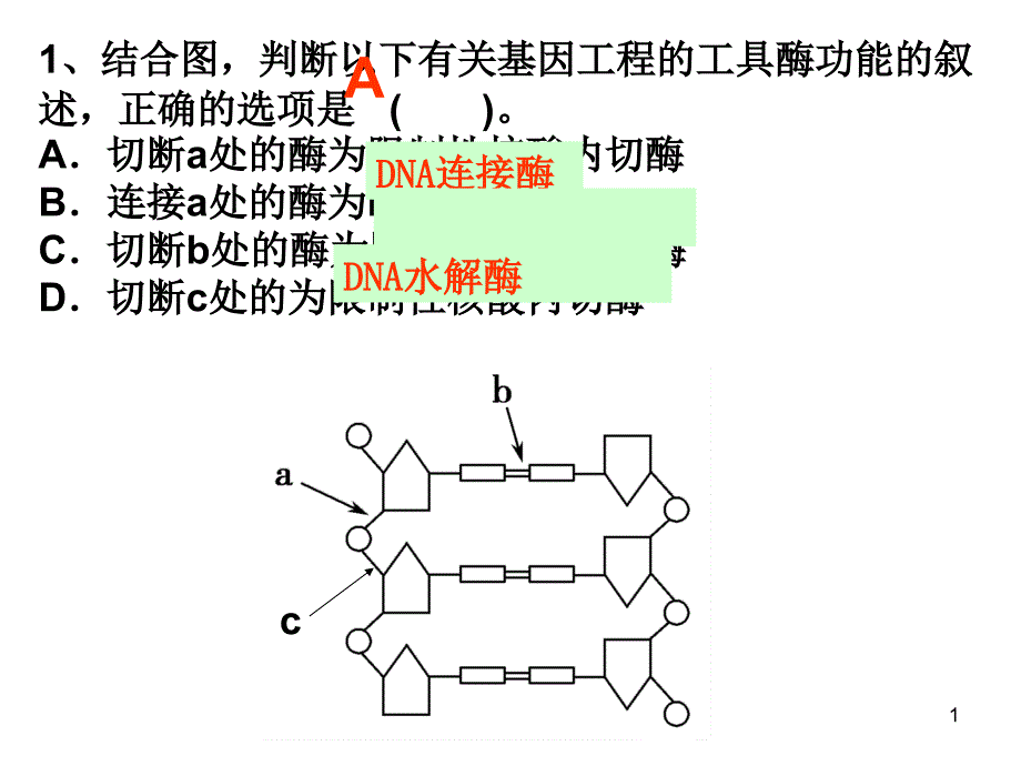 1-2基因工程的基本操作程序(新)XXXX(2)_第1页