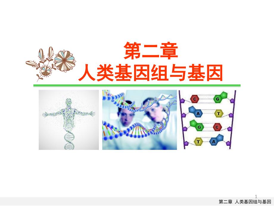 医学遗传学ppt课件第二章-人类基因组与基因_第1页