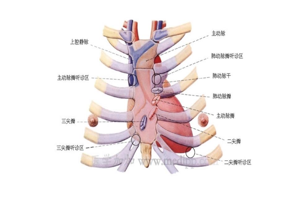 心脏图谱名师编辑PPT课件_第1页