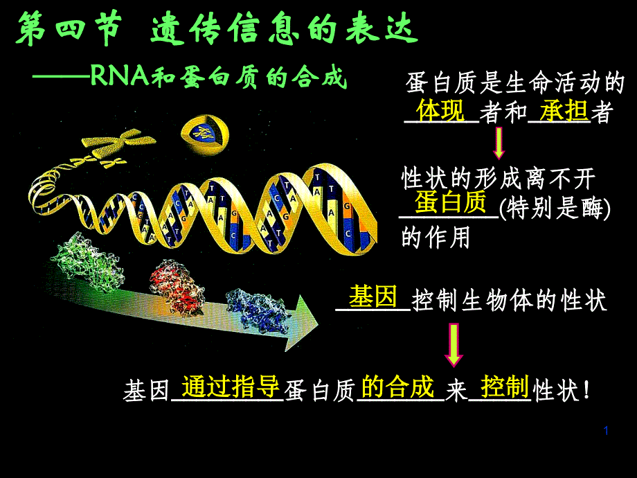 高中生物浙科版必修二第三章第四节遗传信息的表达——RNA和蛋白质的合成ppt课件_第1页