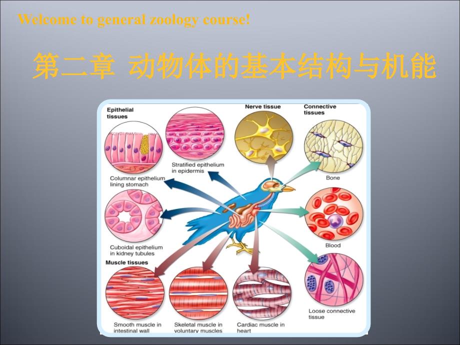 普通動物學(xué)ppt課件第二章動物的基本結(jié)構(gòu)與機能_第1頁