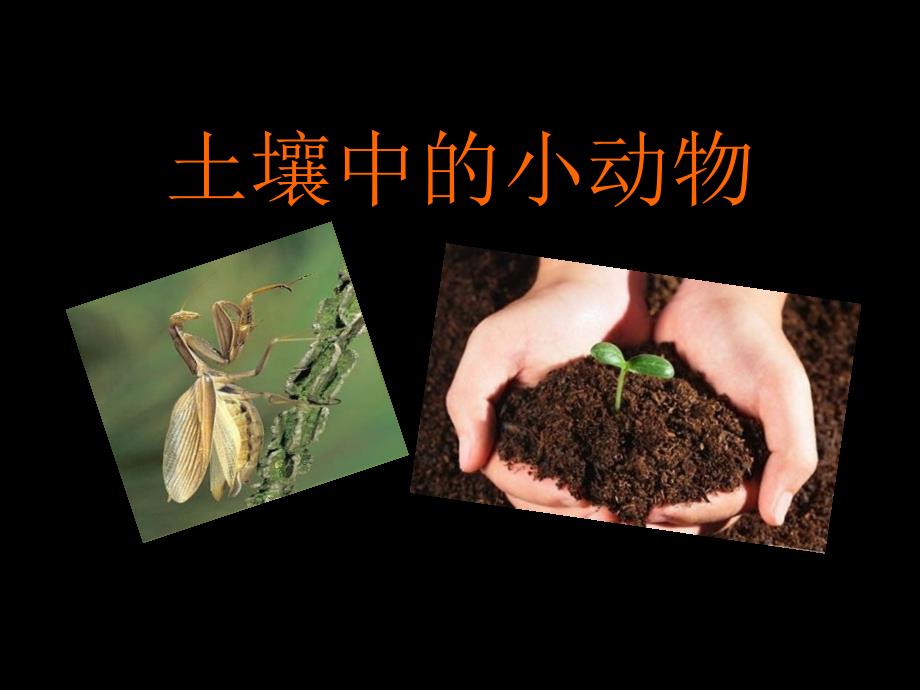 《土壤中的动物》植物生活的土地(最新课件_第1页