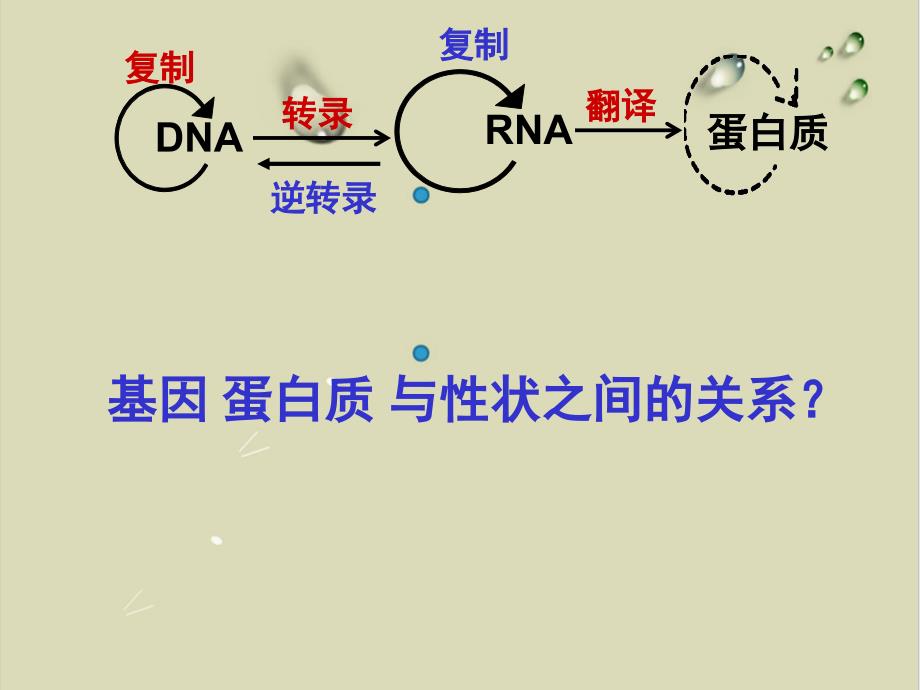 基因表达与性状的关系ppt课件_第1页