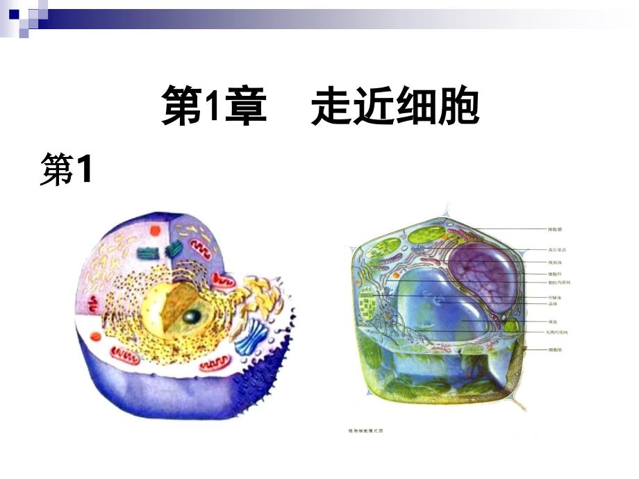 (新教材)高中生物《细胞是生命活动的基本单位》PPT完整版人教版课件_第1页