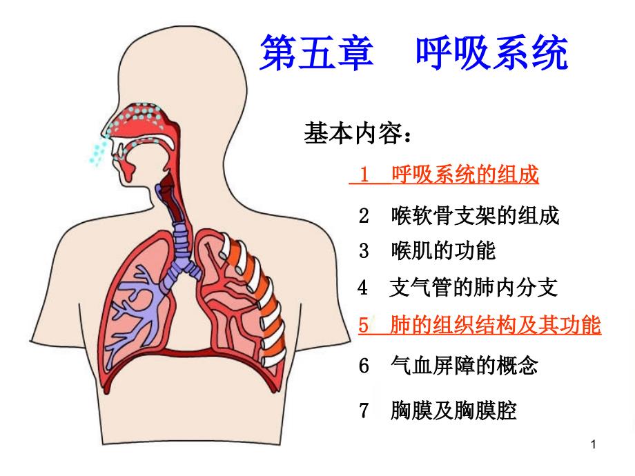 人体组织学与解剖学ppt课件呼吸系统_第1页