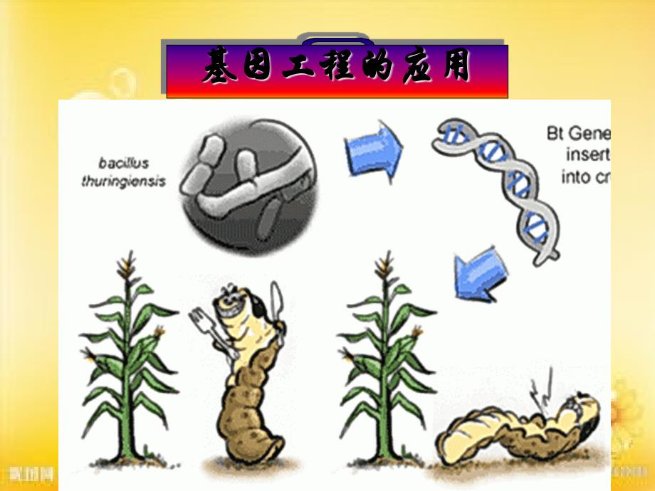 基因工程的应用-ppt课件_第1页