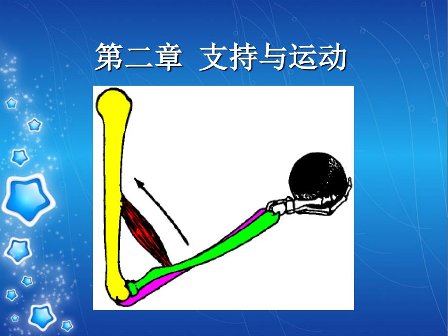 支持与运动骨_第1页