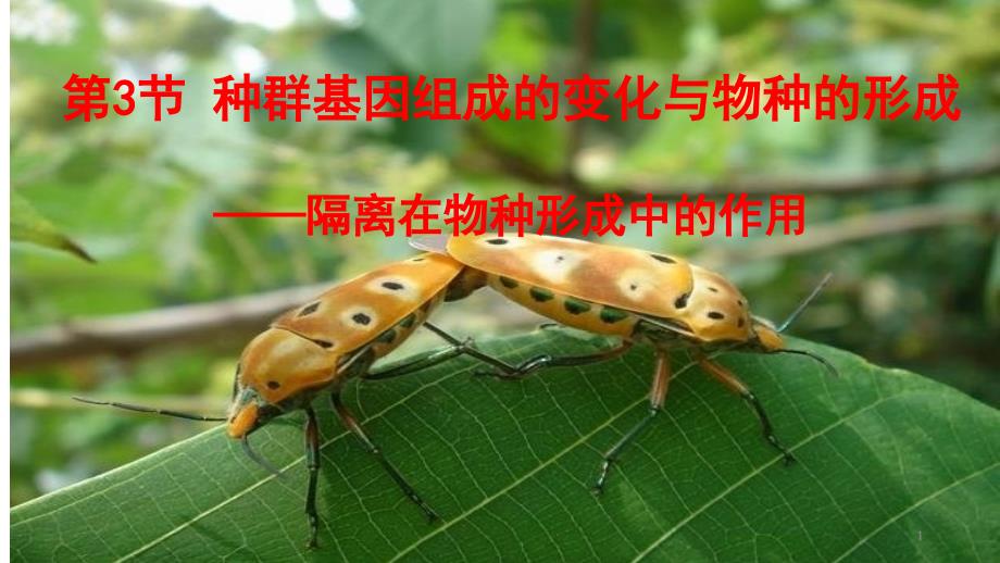 (新教材)高中生物《种群基因组成的变化与物种的形成》名师ppt课件人教版_第1页