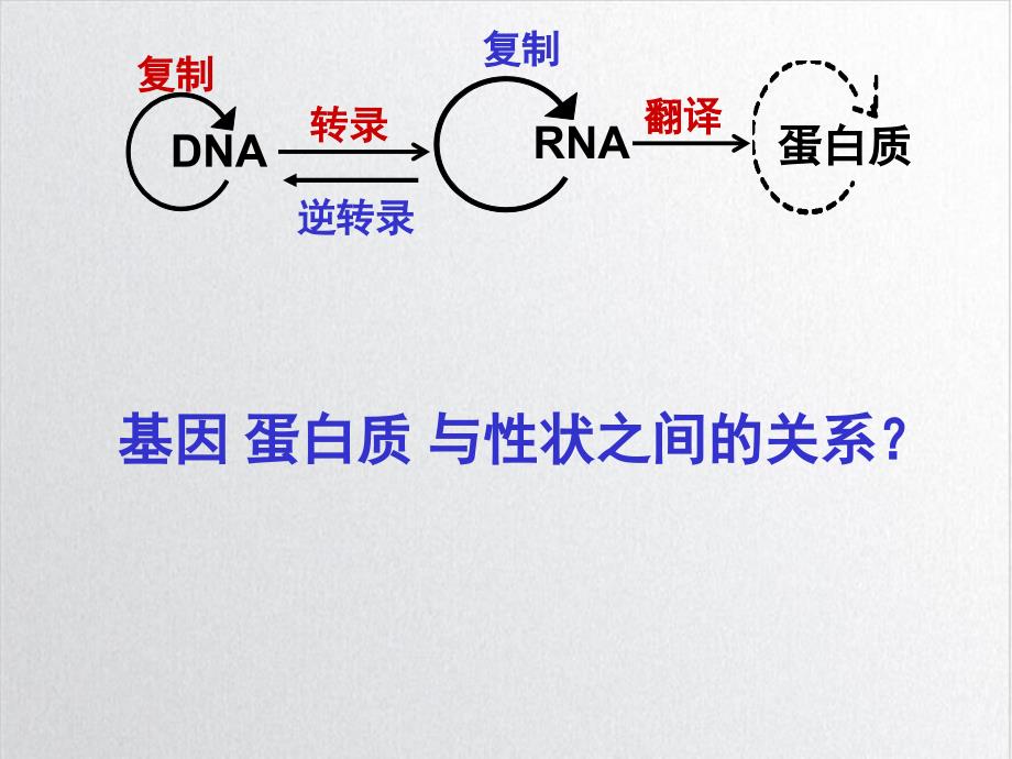 基因表达与性状的关系课件_第1页