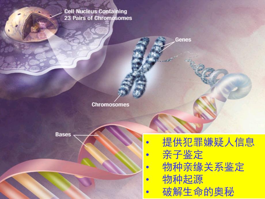 (新教材)核酸教学ppt课件人教版_第1页