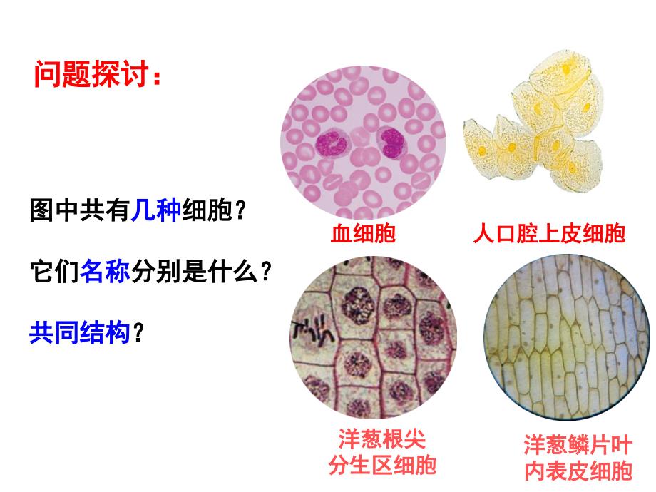 (新教材)高中生物《细胞的多样性和统一性》课件人教版_第1页