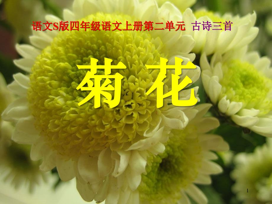 《菊花》课件-图文_第1页