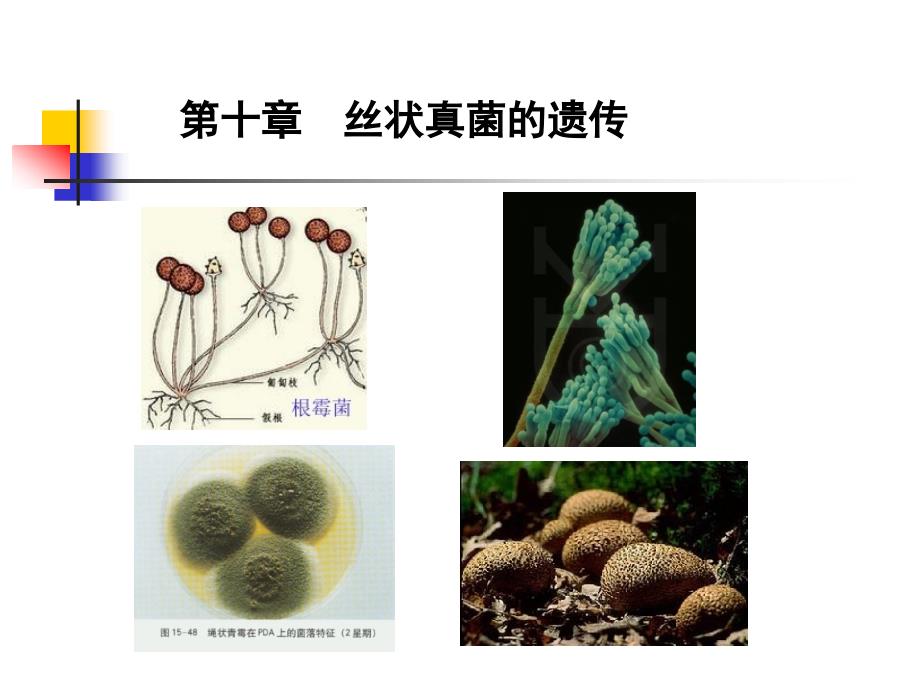 丝状真菌的遗传分析课件_第1页