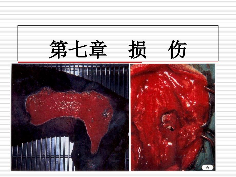 兽医外科学第二章创伤总结课件_第1页