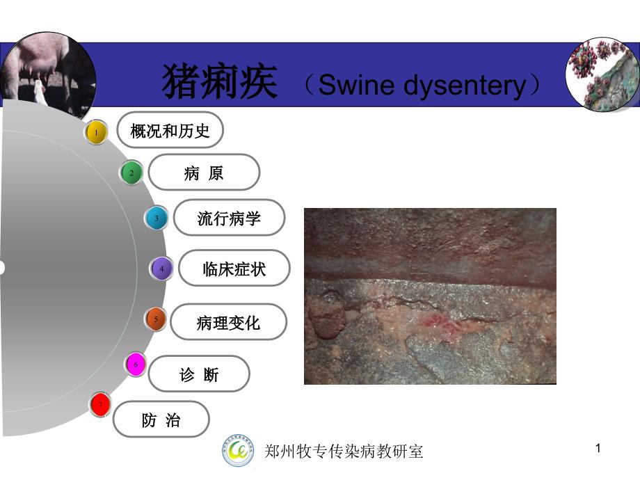 《猪痢疾》课件_第1页