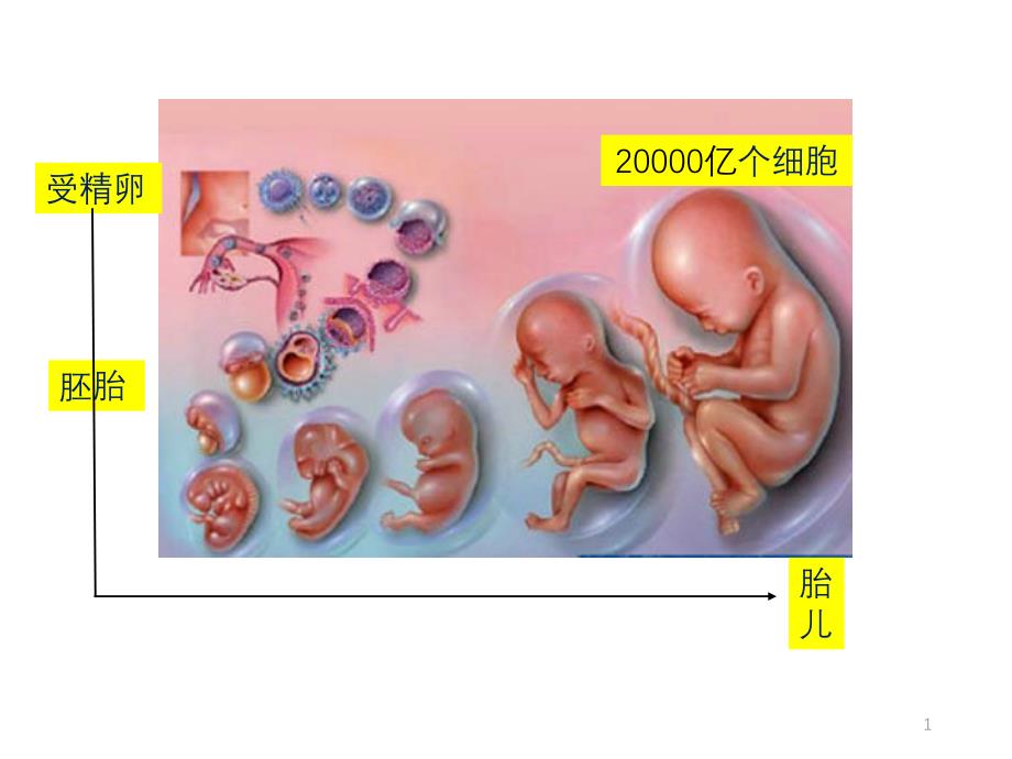 基因的选择性表达及表观遗传ppt课件_第1页