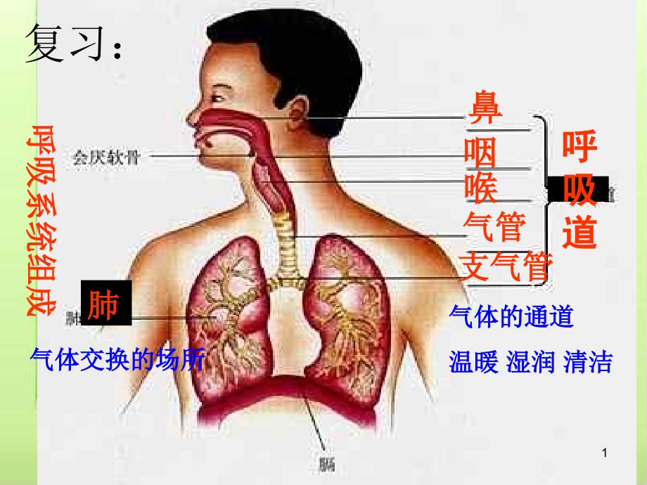 发生在肺内的气体交换课件20-人教版_第1页