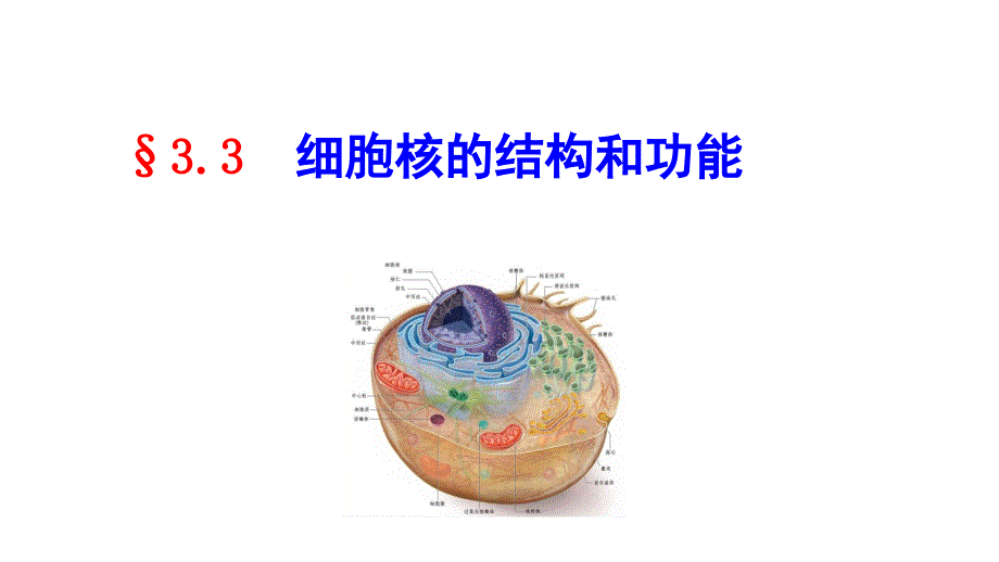 (新教材)细胞核的结构和功能名师ppt课件人教版_第1页