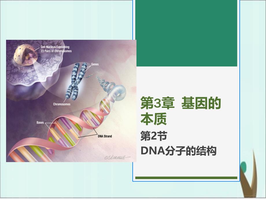 《DNA的结构》公开课ppt课件高生物人教版_第1页