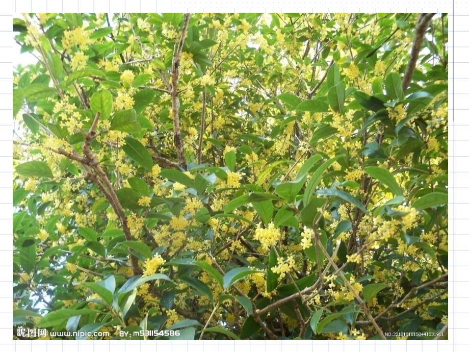 《桂花雨》课件_第1页