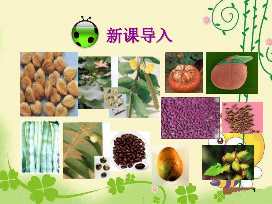 《种子植物》教学ppt课件_第1页