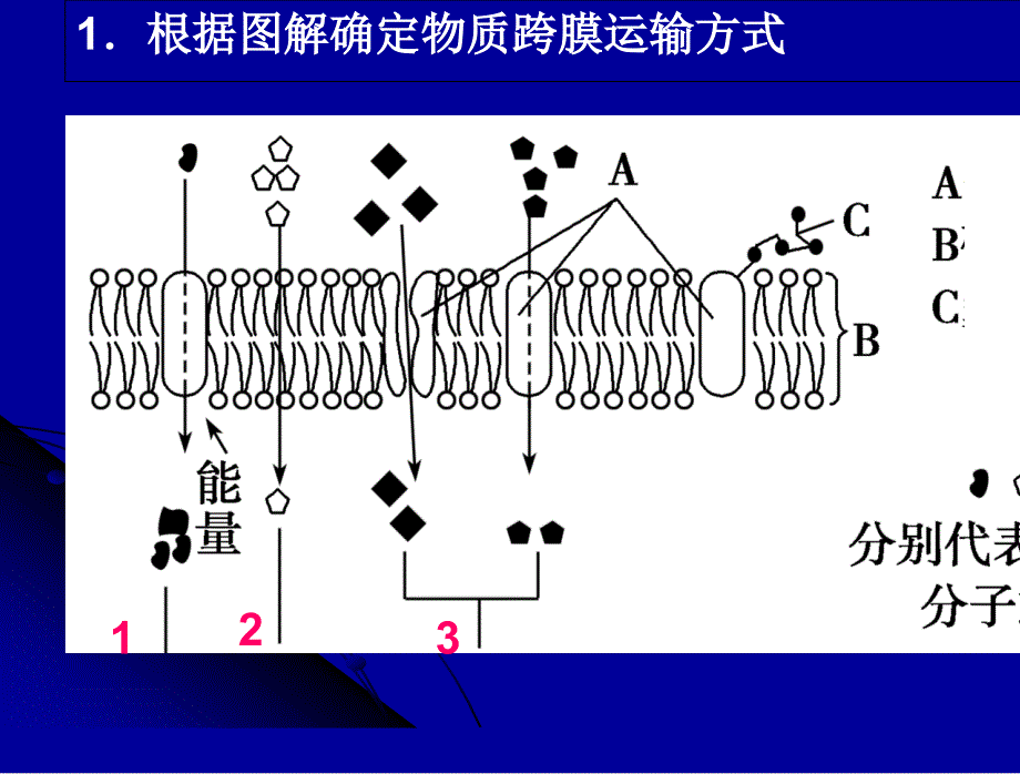 G1308+物质跨膜运输的方式课件_第1页