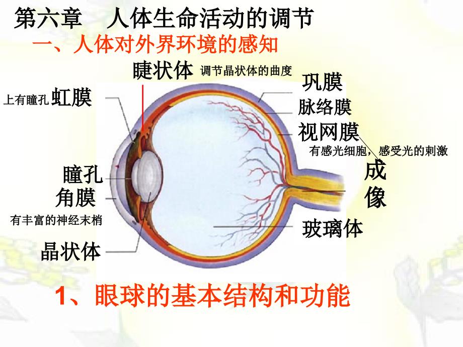 人体生命活动的调节_第1页