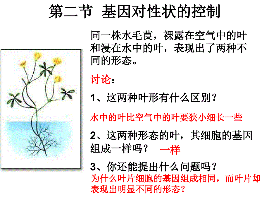 基因对性状的控制资料_第1页