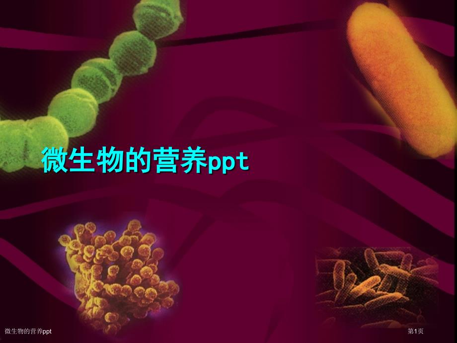 微生物的营养ppt_第1页