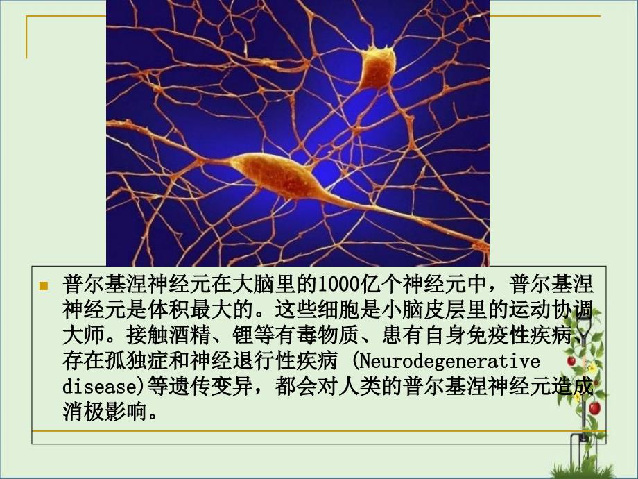 人体显微照片_第1页