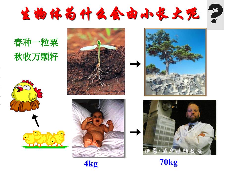 第一节细胞通过分裂产生新细胞2_第1页