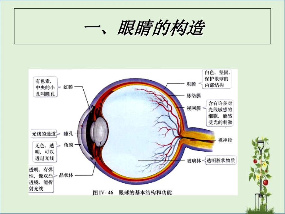 人体生命活动调节复习课件_第1页