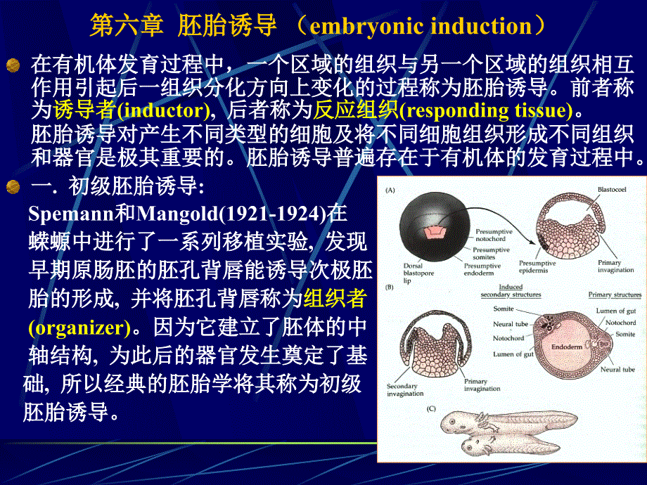 第6章胚胎诱导_第1页